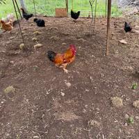 Galli arcuani e galli nani