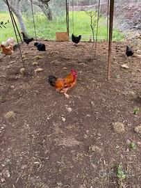 Galli arcuani e galli nani