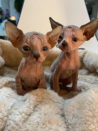 Cuccioli Sphynx di alta genealogia: salute garanti