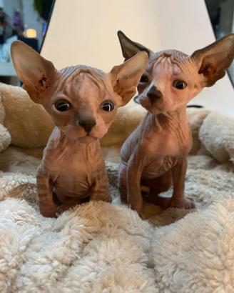 Cuccioli Sphynx di alta genealogia: salute garanti