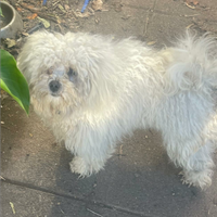 Maltipoo di un anno