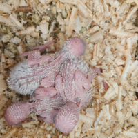 Inseparabili e cocorite da imbecco