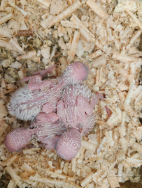 Inseparabili e cocorite da imbecco