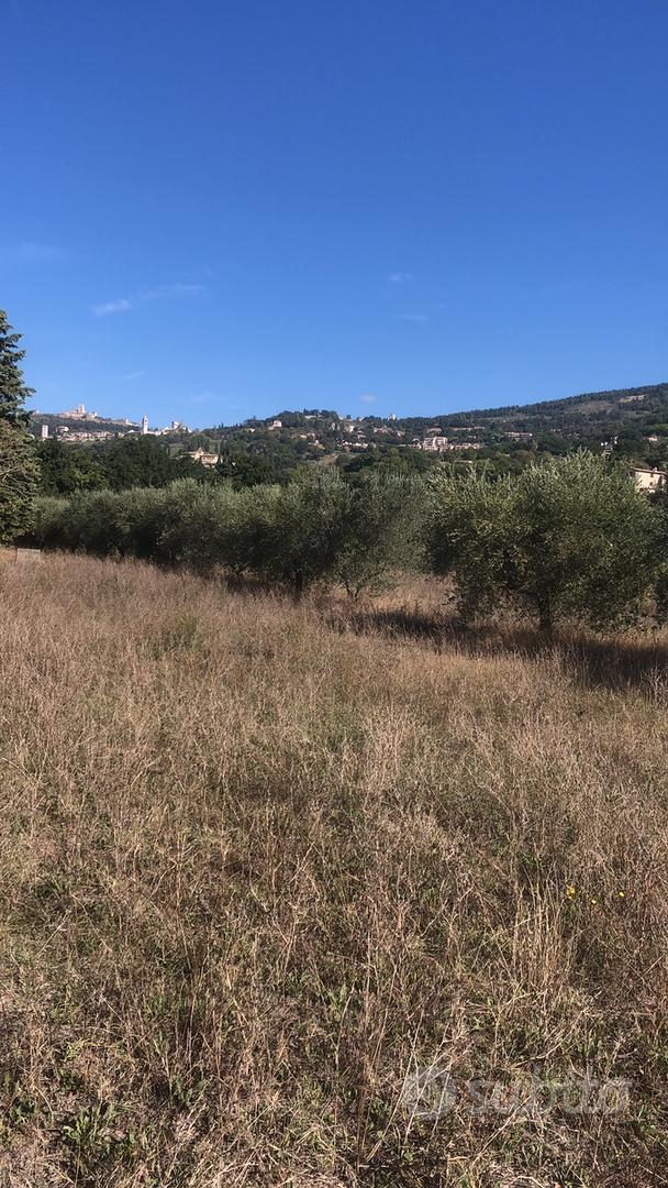 Terreno con oliveti - Vista 3