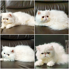 Gattini persiani ipertipici