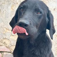 Labrador 14 mesi