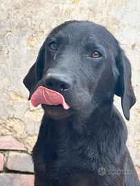 Labrador 14 mesi