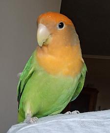 Inseparabile femmina