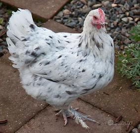 Galline Marans