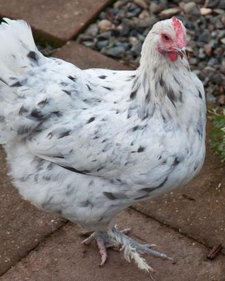 Galline Marans