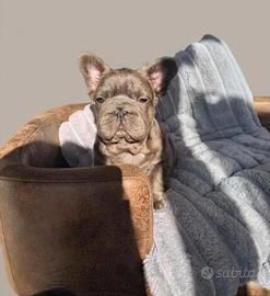 Bulldog francese big rope fluffy