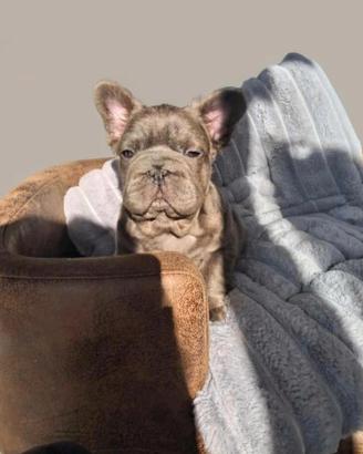 Bulldog francese big rope fluffy