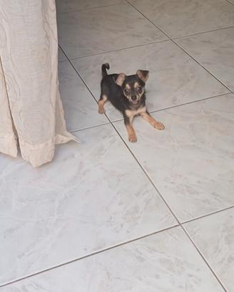 Chihuahua