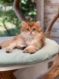 British longhair