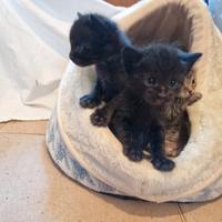 Gattini di 2 mesi