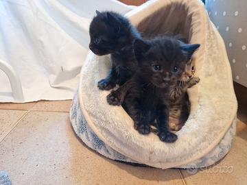 Gattini di 2 mesi