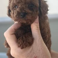 Barboncino teacup asiatico dark red, maschio