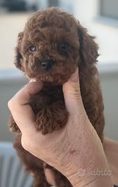 Barboncino teacup asiatico dark red, maschio