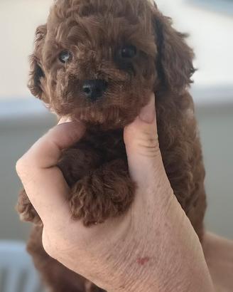 Barboncino teacup asiatico dark red, maschio