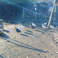 Faraone