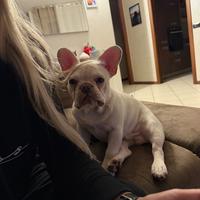 Bulldog francese color bianco occhi azzurri