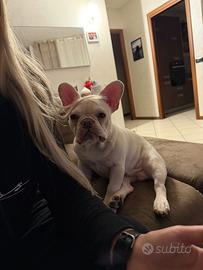 Bulldog francese color bianco occhi azzurri