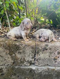 Bassotto arlecchino isabella cuccioli