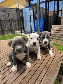 Cuccioli di Pitbull con Pedigree