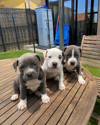 Cuccioli di Pitbull con Pedigree