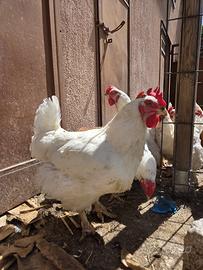 Galline