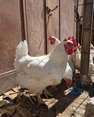 Galline