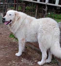 Pastore Abbruzzese Maremmano