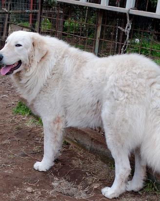 Pastore Abbruzzese Maremmano