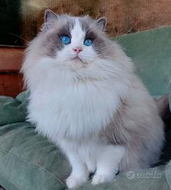 Cucciolata gattini RAGDOLL con pedigree