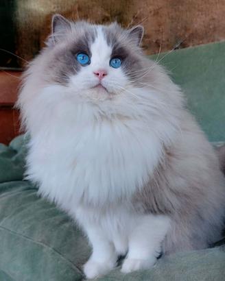 Cucciolata gattini RAGDOLL con pedigree