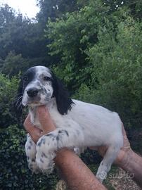 SETTER INGLESE