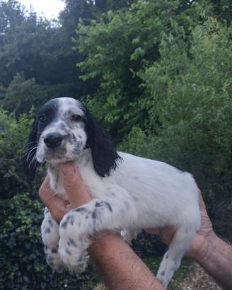 SETTER INGLESE