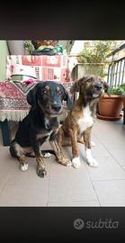 cane meticcio 
