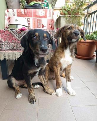 cane meticcio 