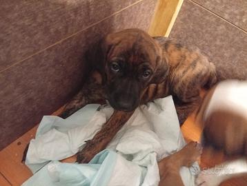 Cuccioli di segugio maremmano