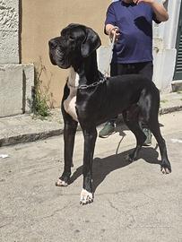 Alano Nero