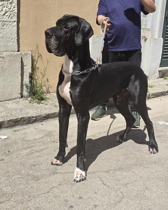 Alano Nero