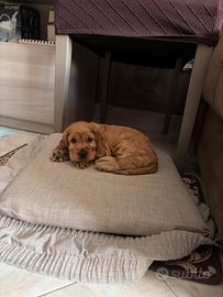 Cocker spaniel inglese