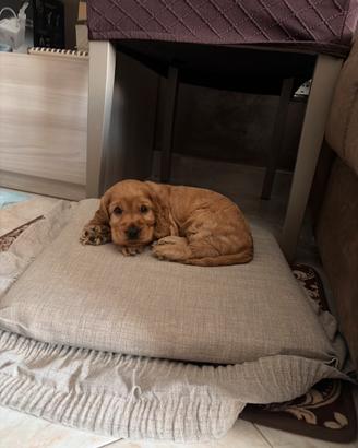 Cocker spaniel inglese