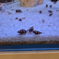 Lumaca Killer -Anentome Helena