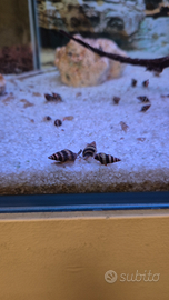 Lumaca Killer -Anentome Helena