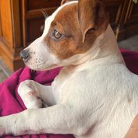 Jack Russell terrier femmina