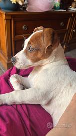 Jack Russell terrier femmina