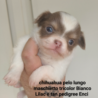 Chihuahua pelo lungo pedigree Enci