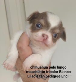 Chihuahua pelo lungo pedigree Enci